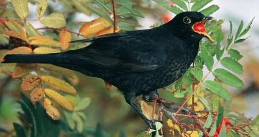 Black bird eating a berry